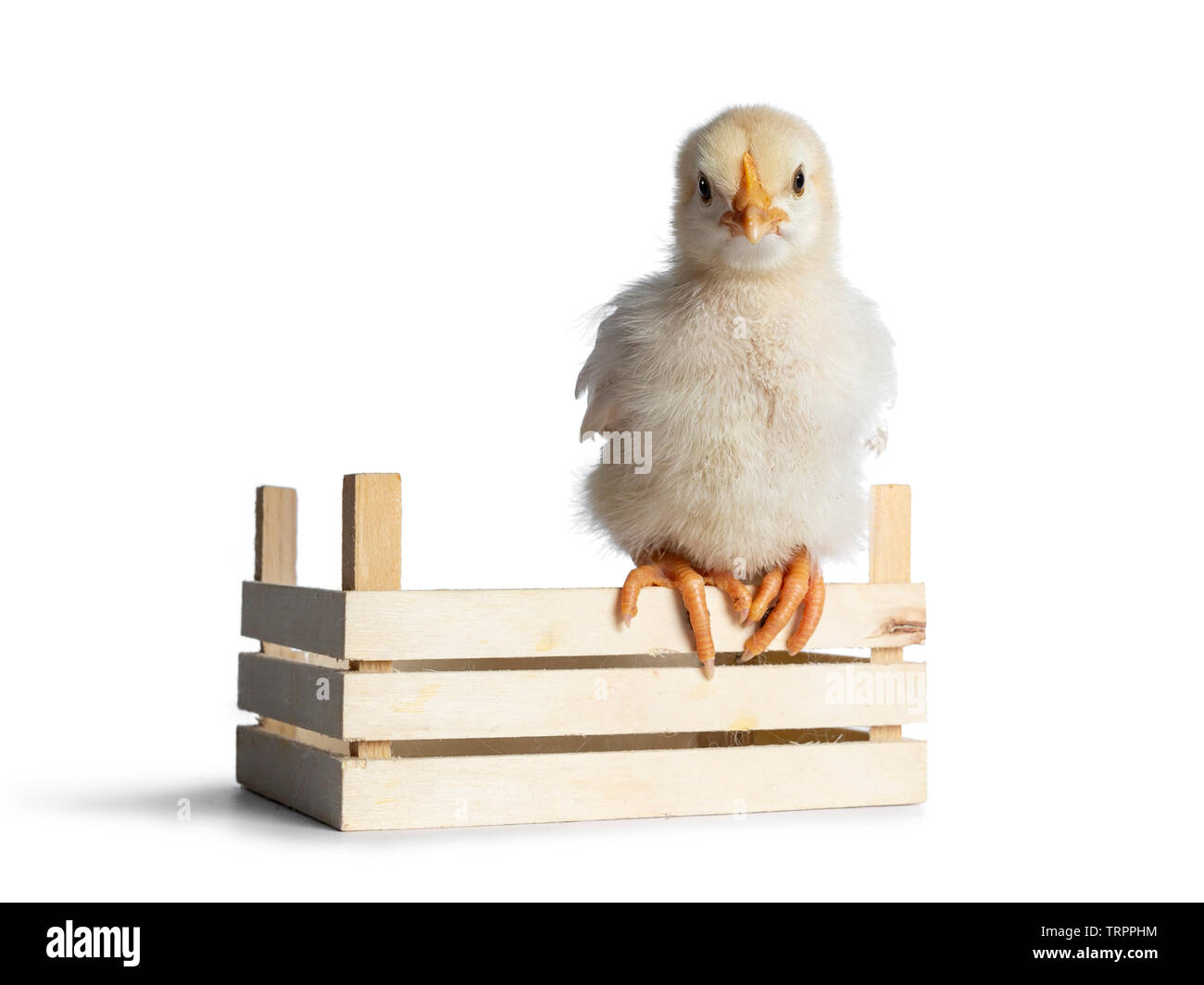Cute baby chick sitting on edge of little wooden crate, facing front. looking straight agead at lens. isolated on a white backgroud. Stock Photo