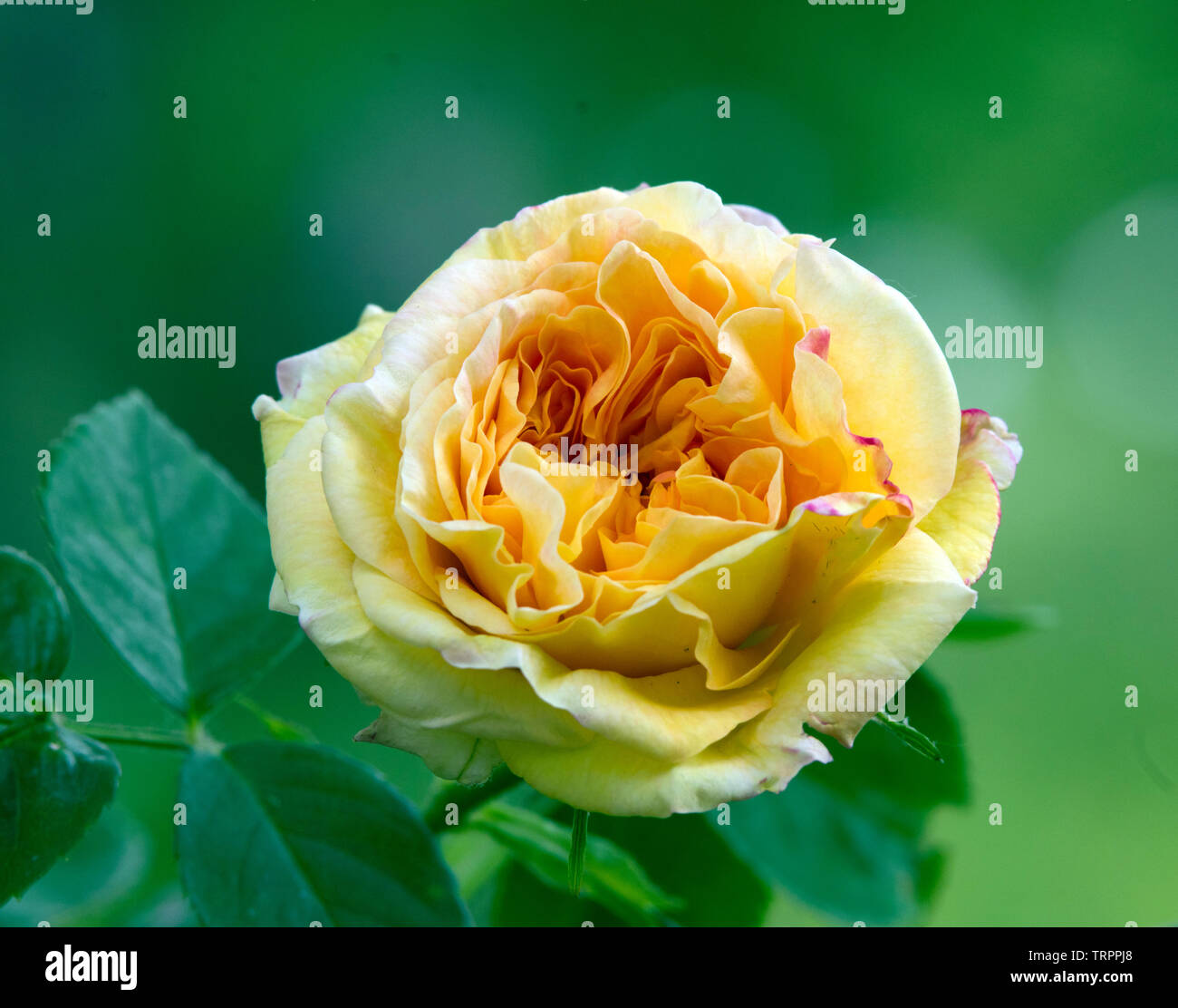 Rose 'Alchymist' Stock Photo