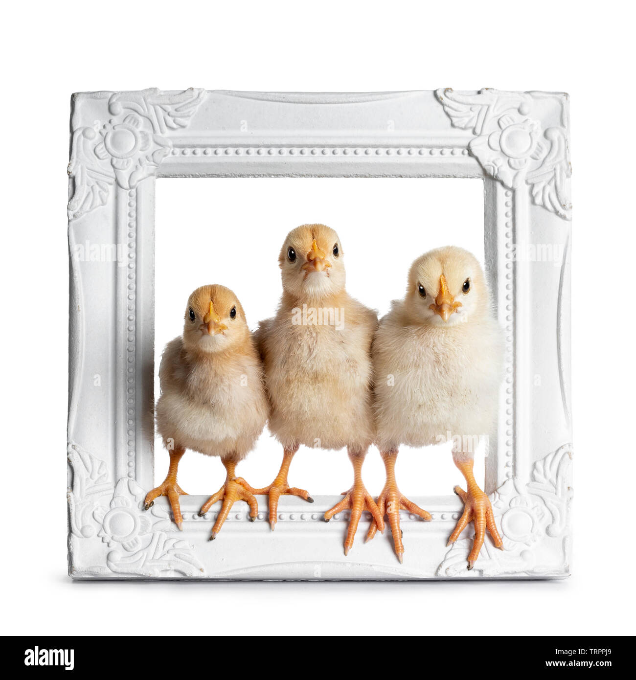 Group of 3 baby chicks sitting facing front in white photo frame. Isolated on white background. All looking at camera. Stock Photo