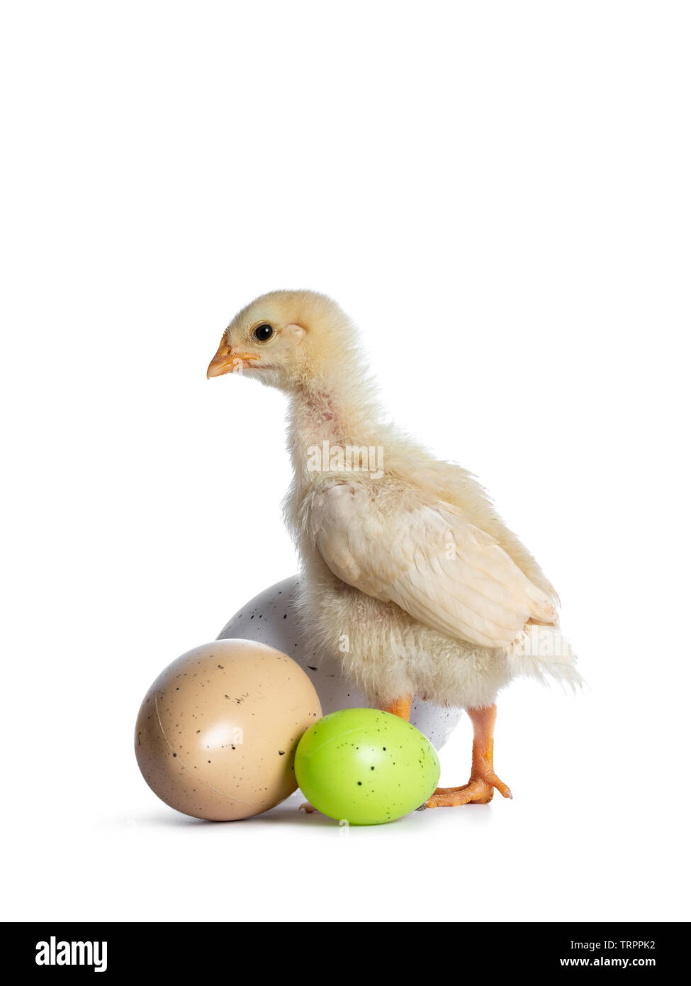 Cute baby chick standing die ways with 3 colored easter eggs. Looking straight ahead to the side. Isolated on a white backgroud. Stock Photo