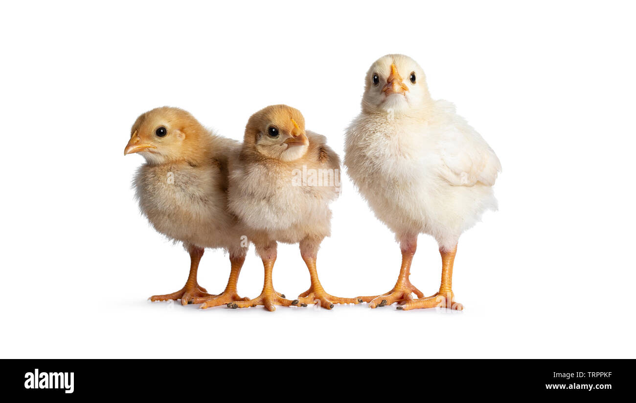 Group of 3 baby chicks sitting facing front in a row. Isolated on white background. All looking at camera. Stock Photo