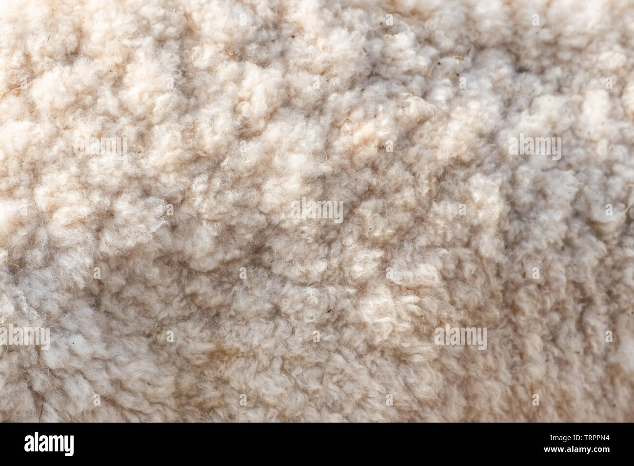 Блестящей шерсти. Шерсть блестит. Блестящая ткань трикотаж. Трикотажная ткань блестящая. Блестящей шерсти.