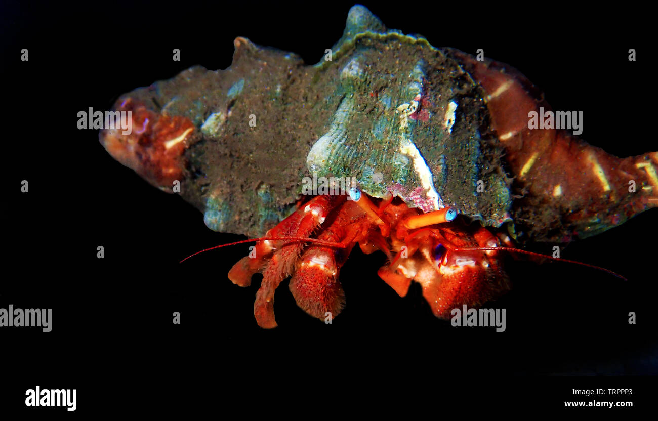 Red hermit crab with anemone - (dardanus arrosor Stock Photo - Alamy