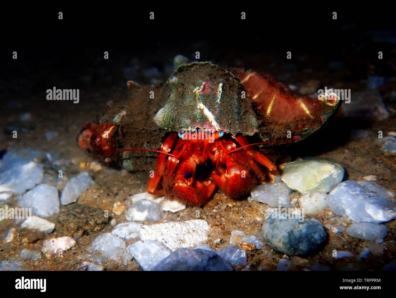 Red hermit crab with anemone - (dardanus arrosor Stock Photo - Alamy
