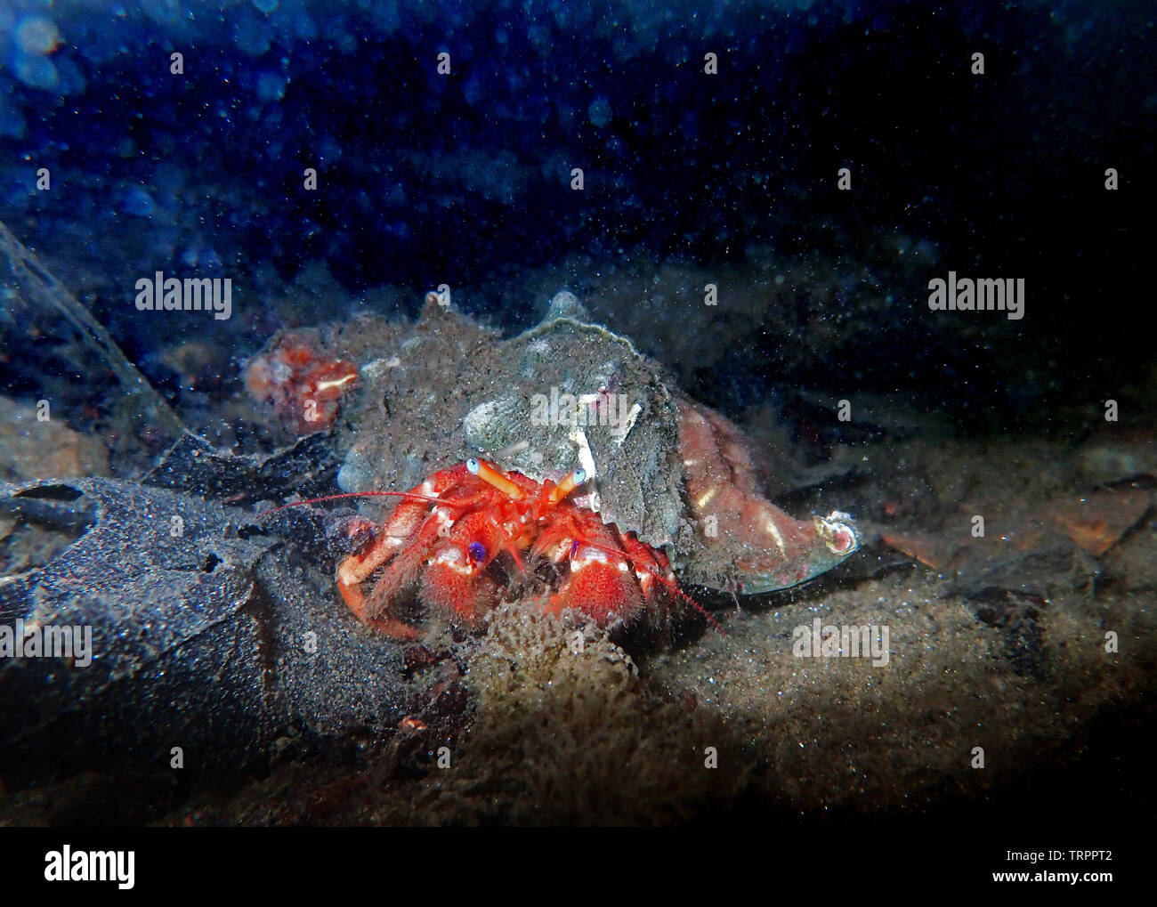 Red hermit crab with anemone - (dardanus arrosor Stock Photo - Alamy