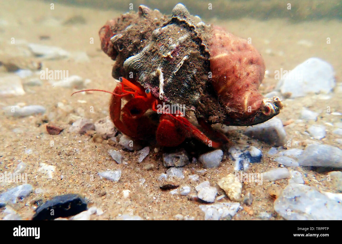 Carrier shell underwater hi res stock photography and images Alamy