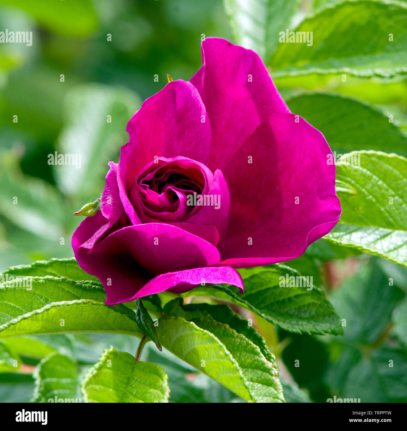 Rose 'Roseraie de l'Hay' Stock Photo