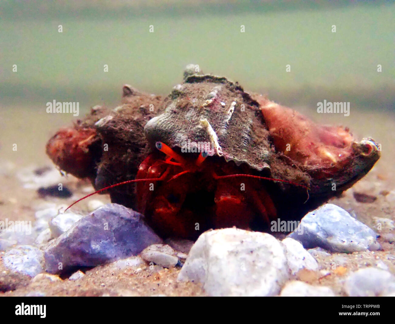 Red hermit crab with anemone - (dardanus arrosor Stock Photo - Alamy