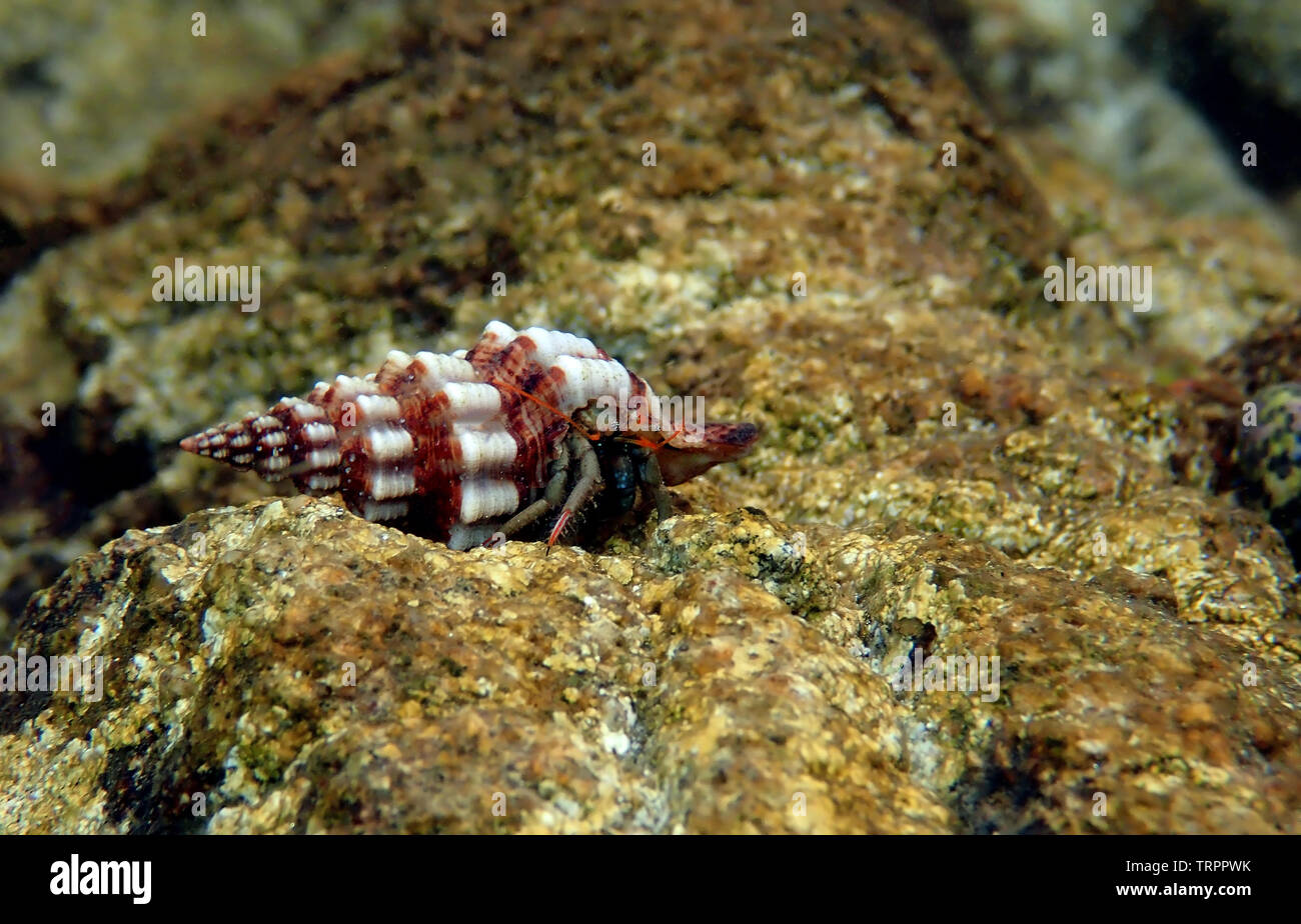 Small Mediterranean Hermit crab - Clibanarius erythropus Stock Photo ...