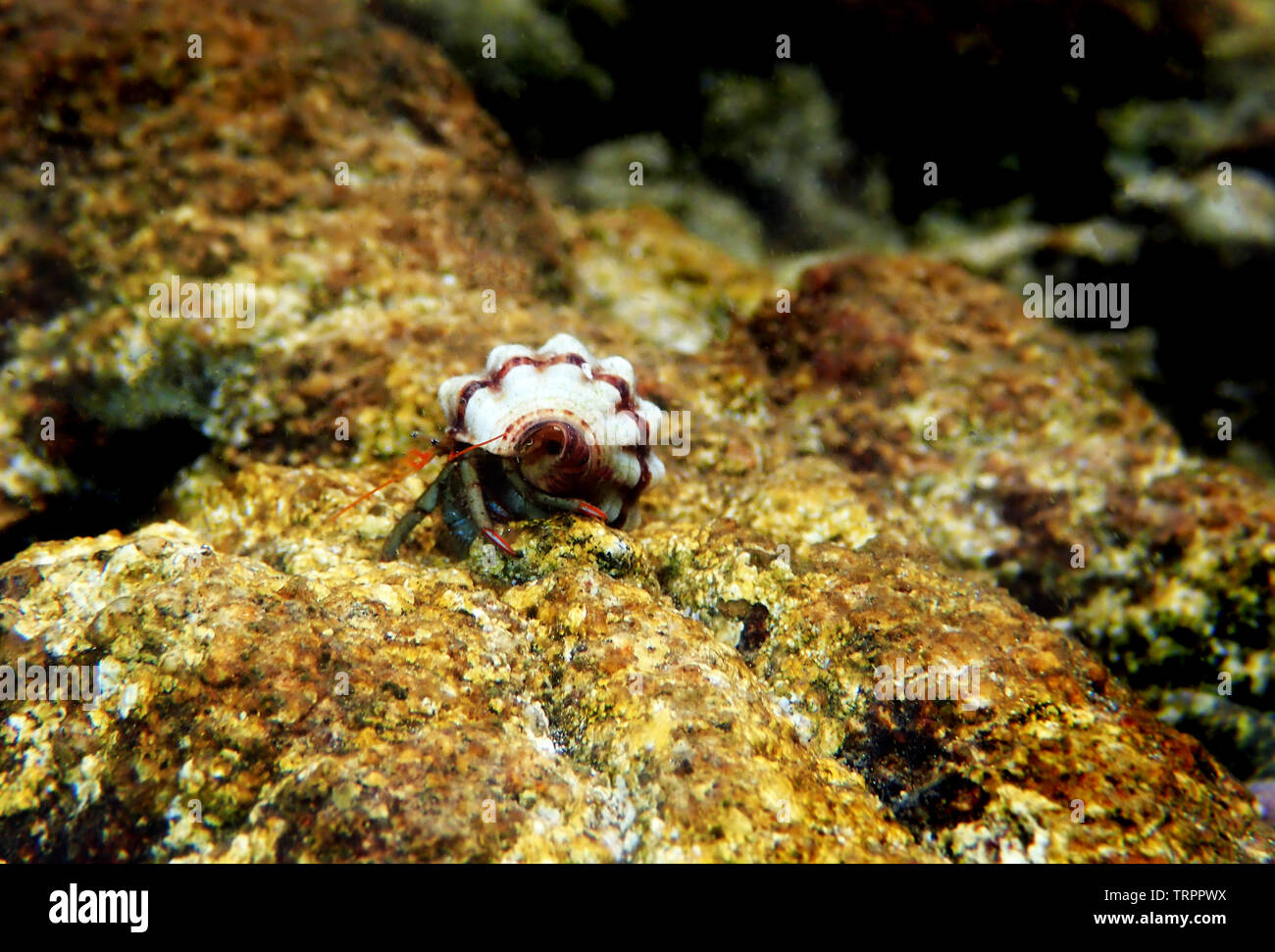 Small Mediterranean Hermit crab - Clibanarius erythropus Stock Photo ...