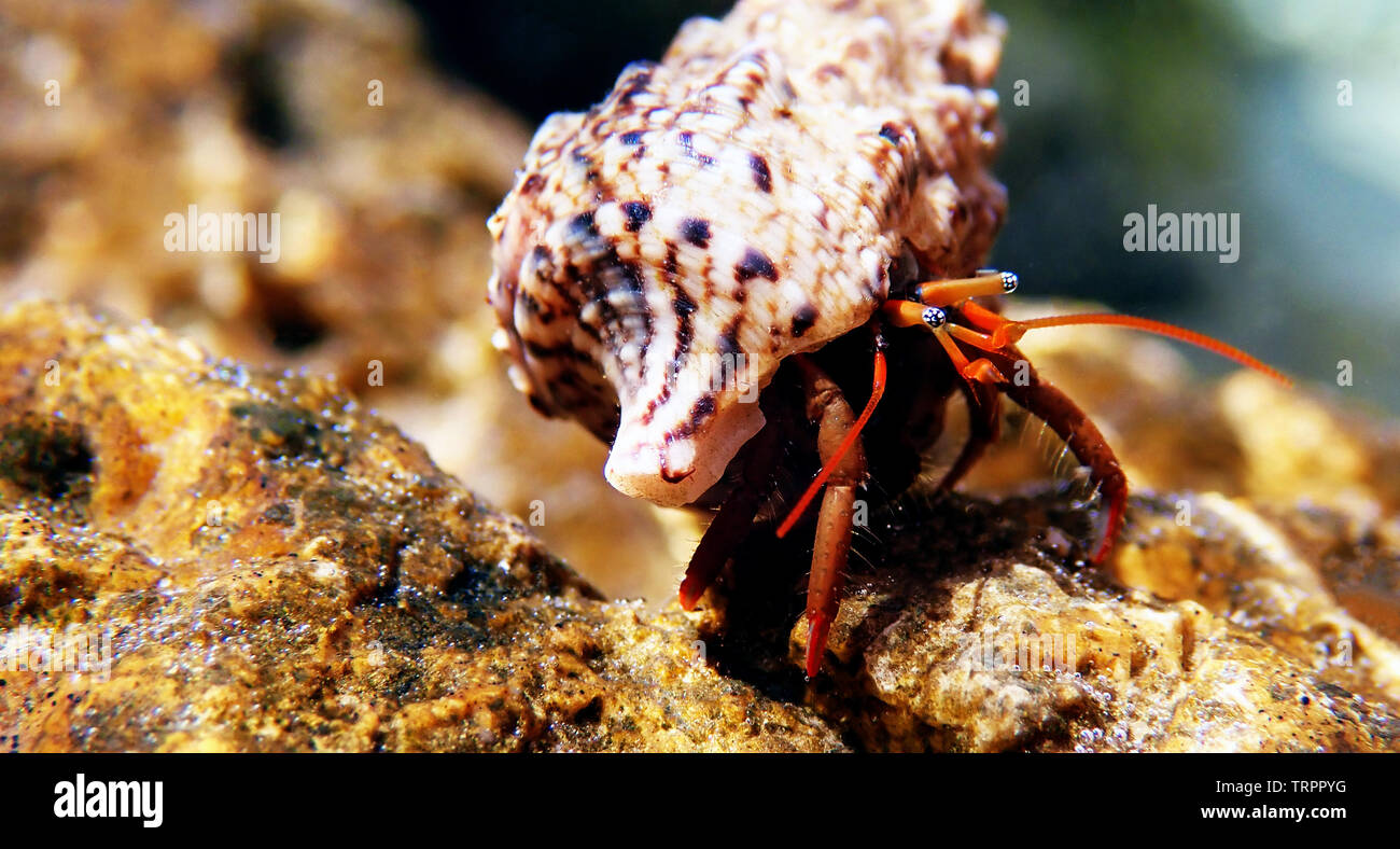 Small Mediterranean Hermit crab - Clibanarius erythropus Stock Photo ...