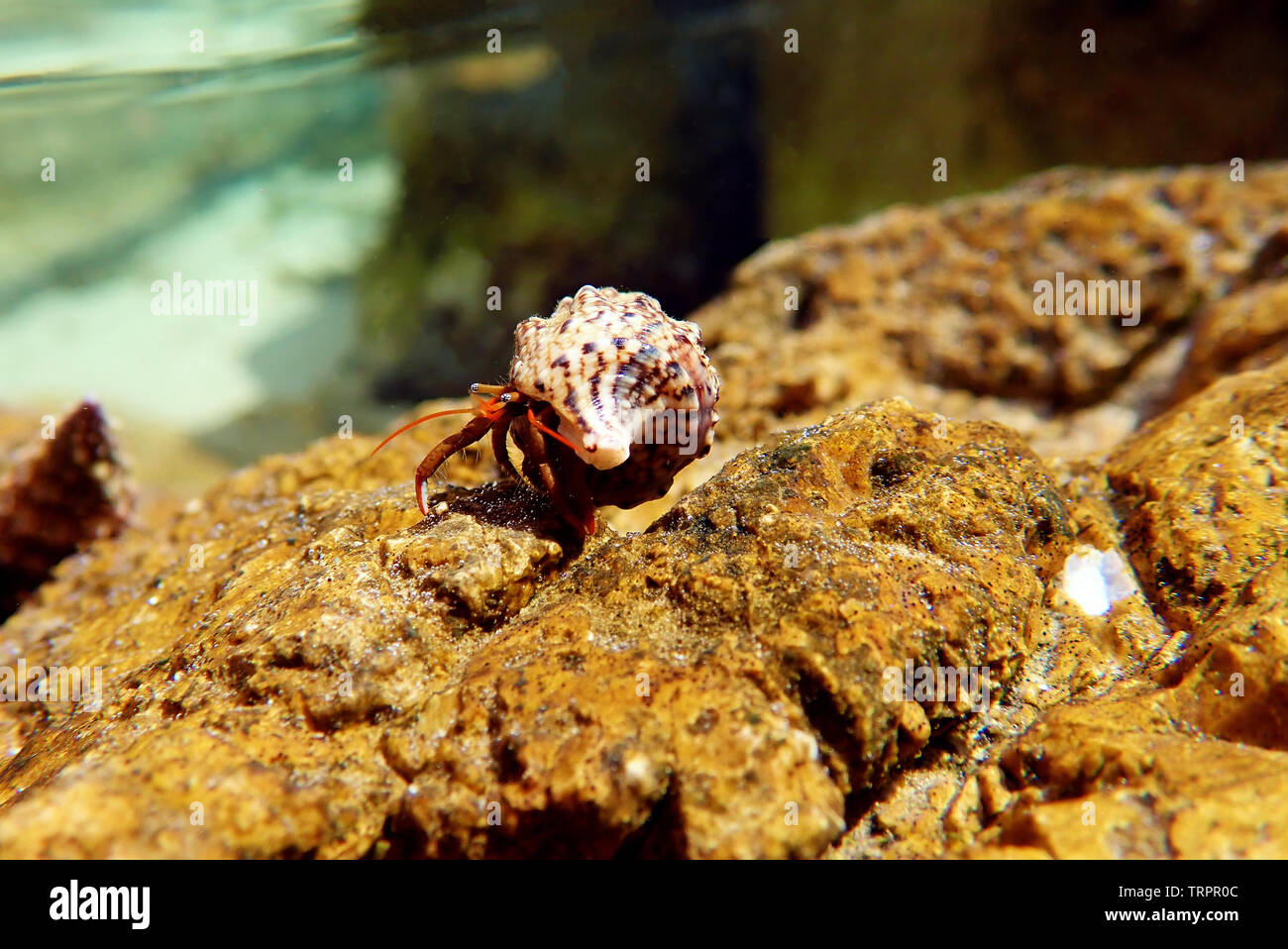 Small Mediterranean Hermit crab Clibanarius erythropus Stock Photo