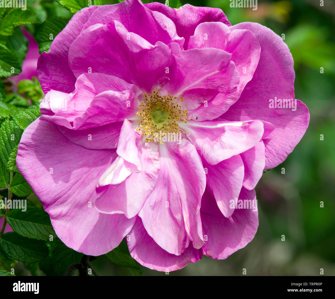 Rosa 'Belle Poitevine' Stock Photo