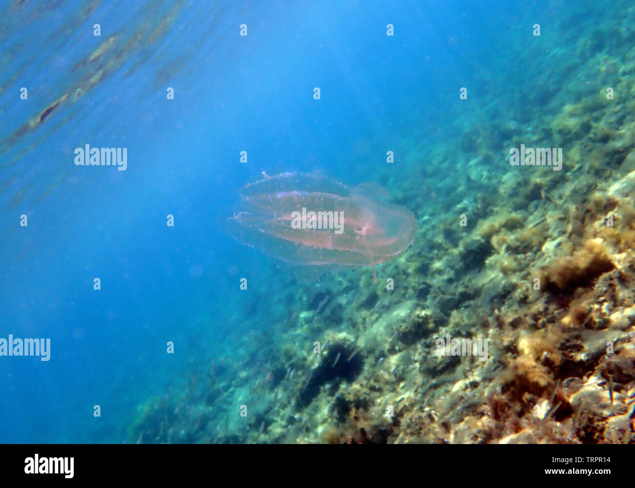 Sea walnut comb jellyfish - Mnemiopsis leidyi Stock Photo - Alamy