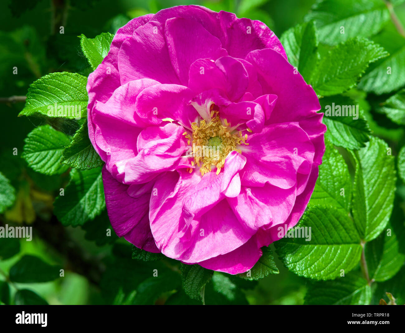 Rosa 'Belle Poitevine' Stock Photo