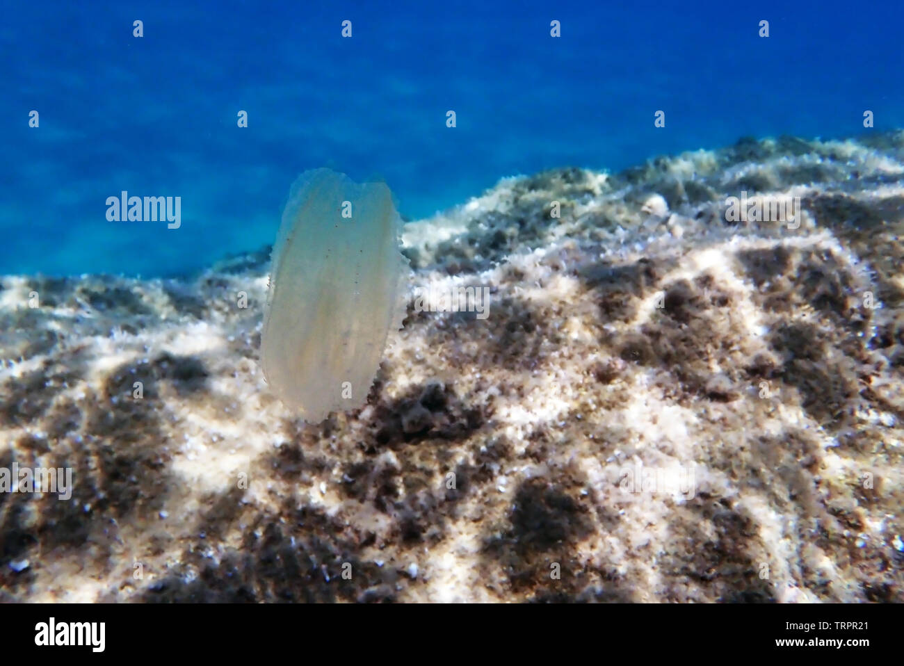 Sea walnut comb jellyfish - Mnemiopsis leidyi Stock Photo - Alamy