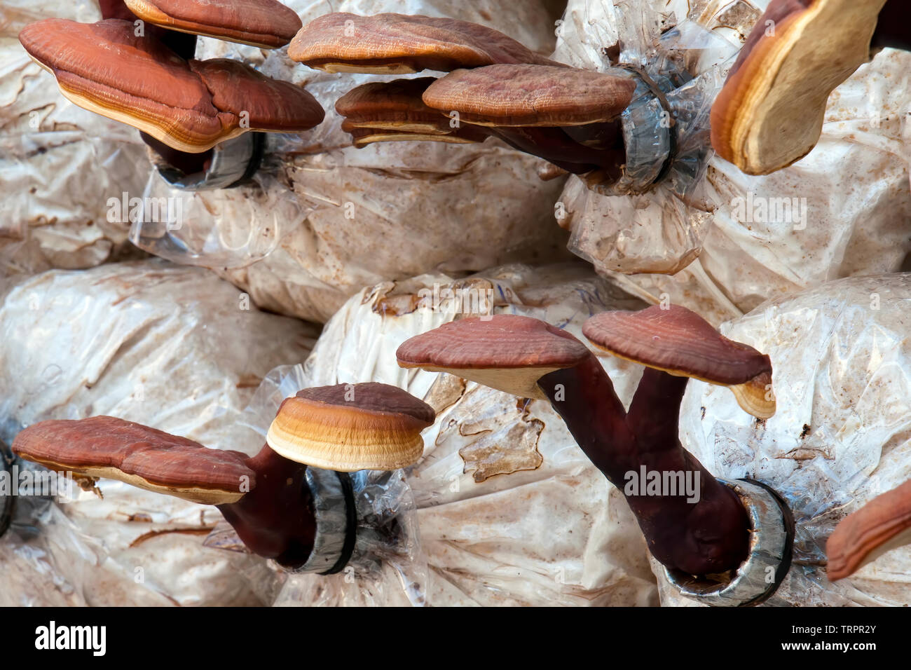 HCMC Vietnam, farming medicinal Lingzhi or Reishi mushrooms used in