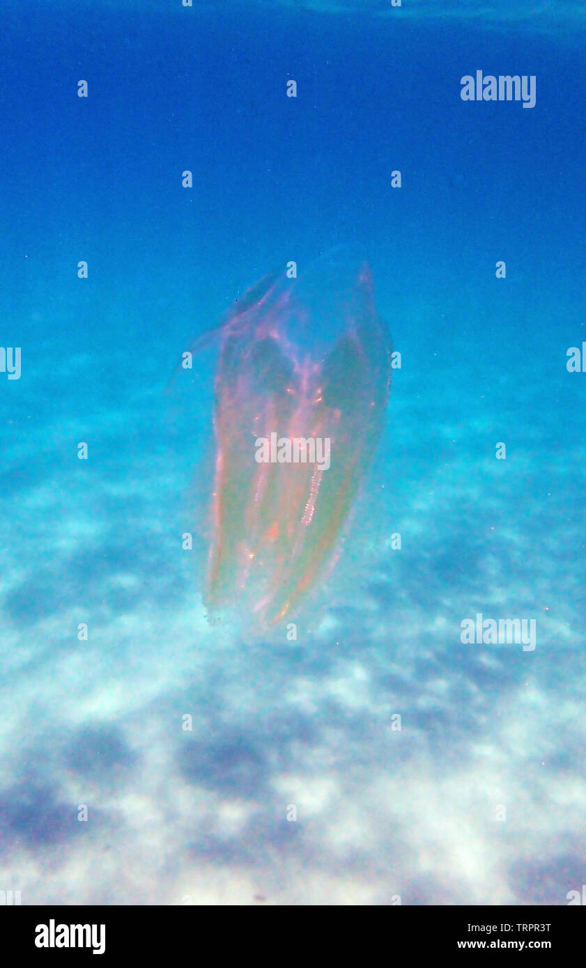 Sea walnut comb jellyfish - Mnemiopsis leidyi Stock Photo - Alamy
