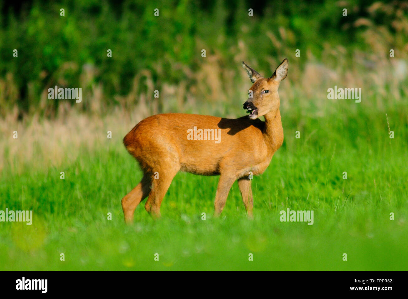 adult female roe deer eating buttercup foliage Stock Photo Alamy