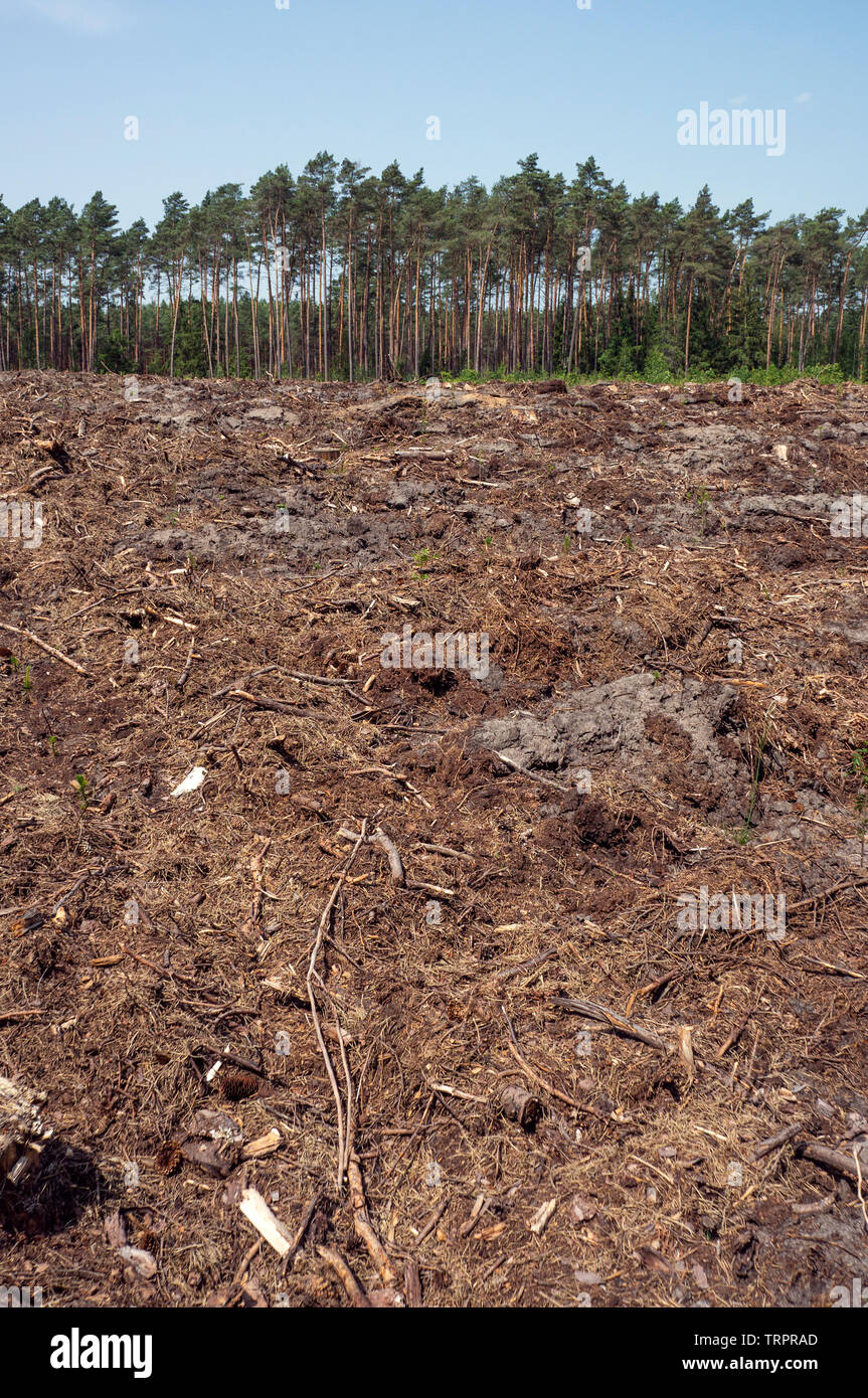 Clearing in the forest after cut down trees Stock Photo