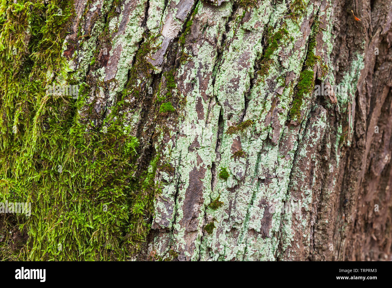 Old tree bark with green moss on it, detailed photo background, closeup ...