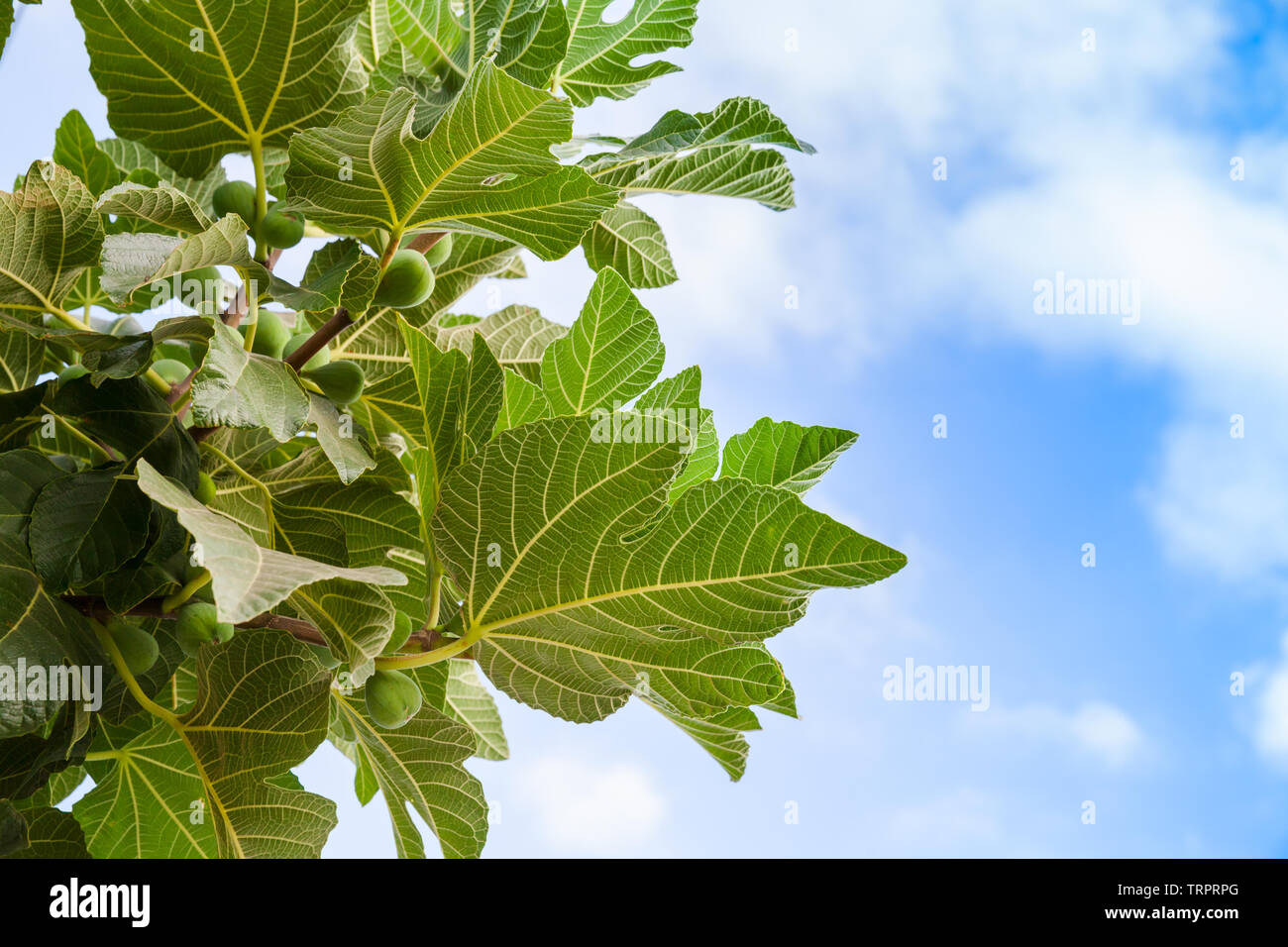 Common fig tree hires stock photography and images Alamy