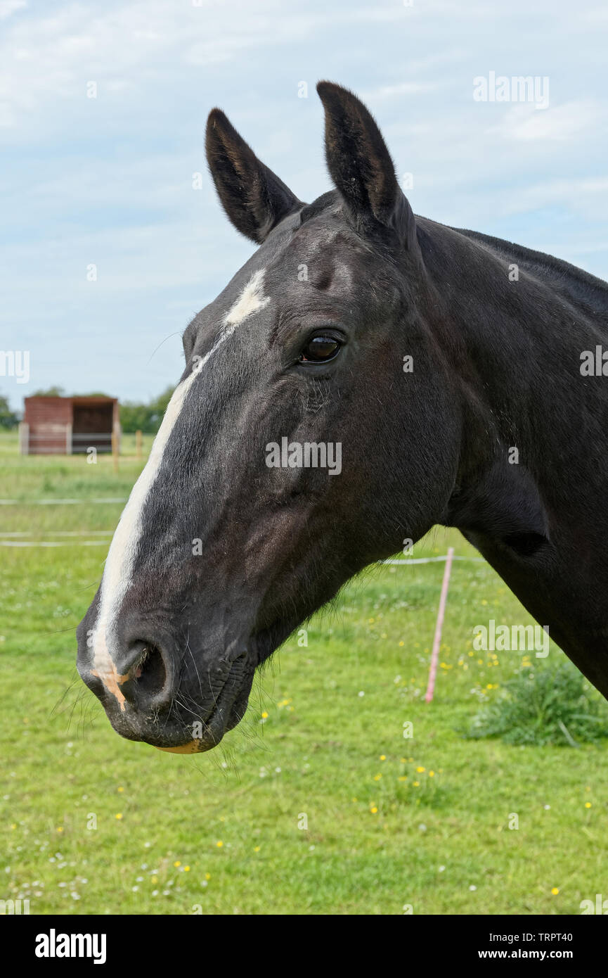 Portrait of a black and white horse in a paddock Stock Photo