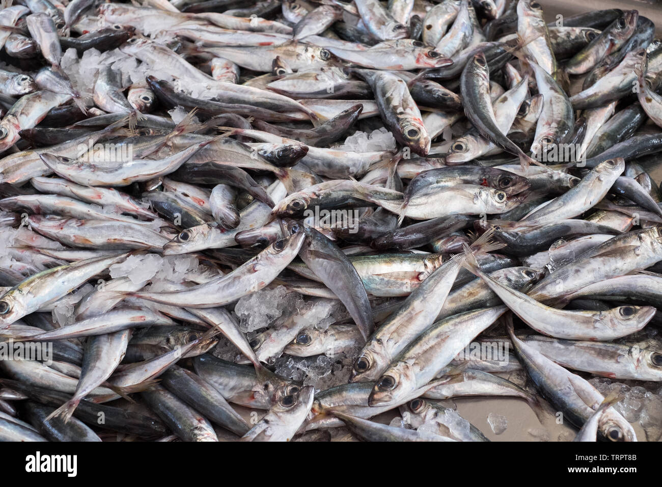 Fresh sardines on sale at the fish market at Funchal, Madeira Stock Photo