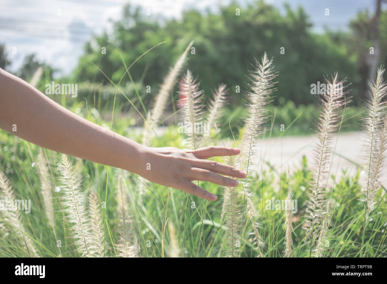 Hand touching grass stock photo. Image of stem, growing - 39121604