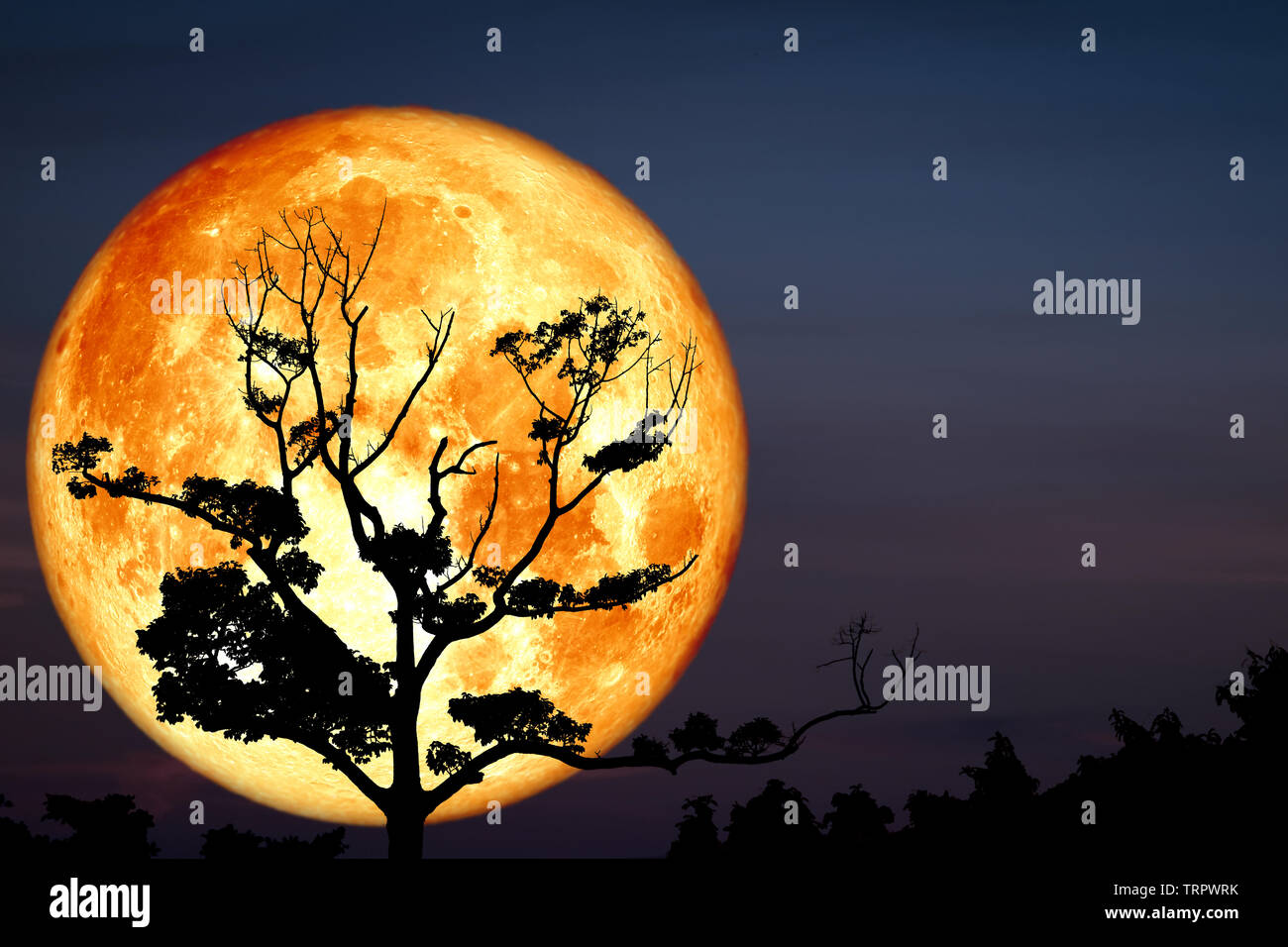 Super Full Bloody Moon back on silhouette dry branch tree on night sky ...