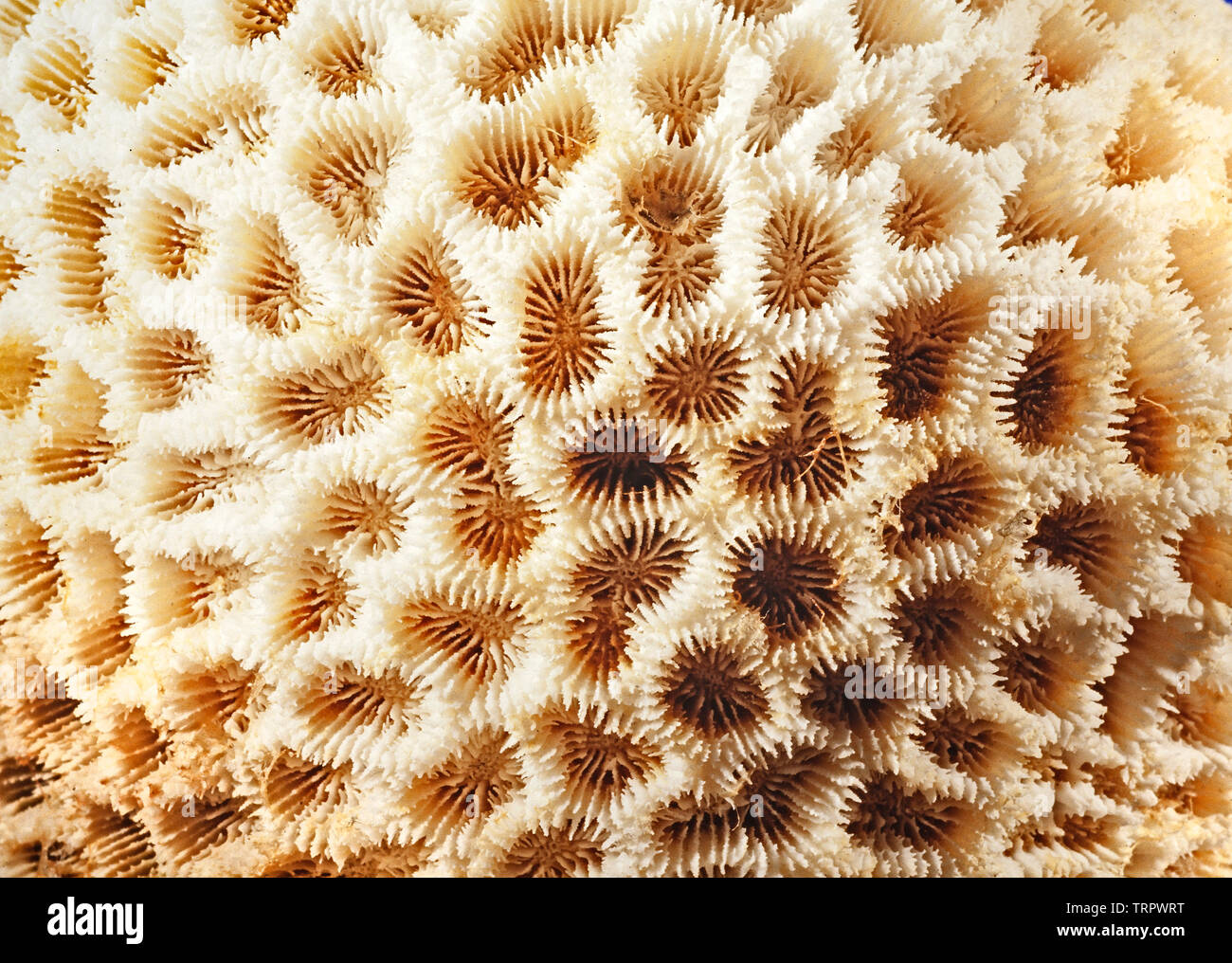 Sceleractinian coral detail, Malaysia Stock Photo