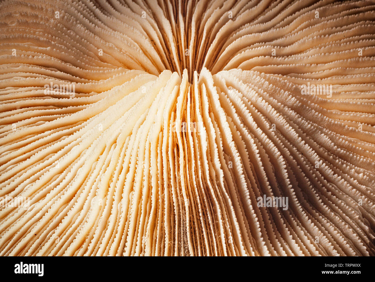 Sceleractinian coral, Fungia sp. Malaysia Stock Photo