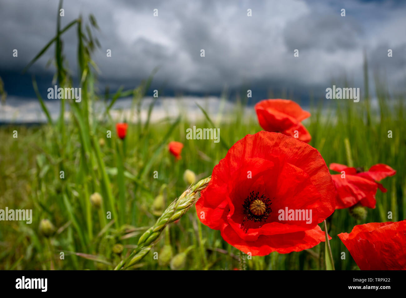 South Downs, UK. 11th June, 2019. Changeable weather conditions on the South Downs near Brighton today Credit: Andrew Hasson/Alamy Live News Stock Photo
