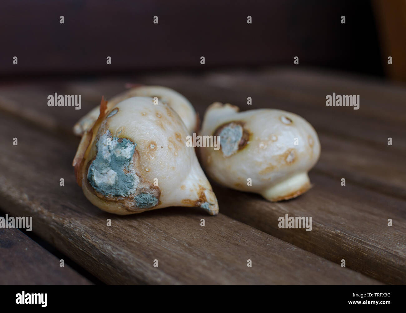 Moldy Tulip Bulbs. Flower bulbs spoiled with fungus. Close up Stock Photo Alamy