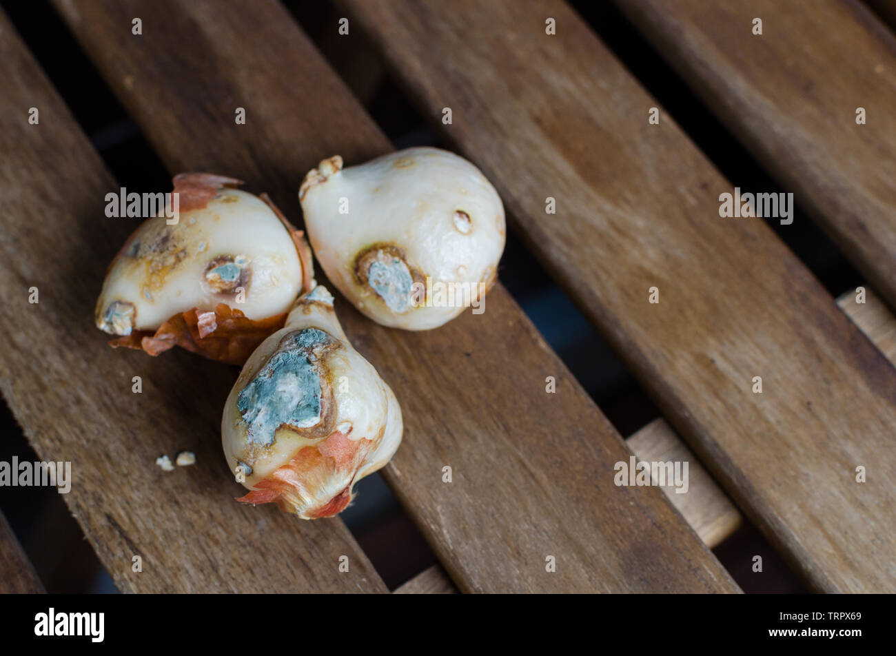 Moldy Tulip Bulbs. Flower bulbs spoiled with fungus. Close up Stock Photo Alamy