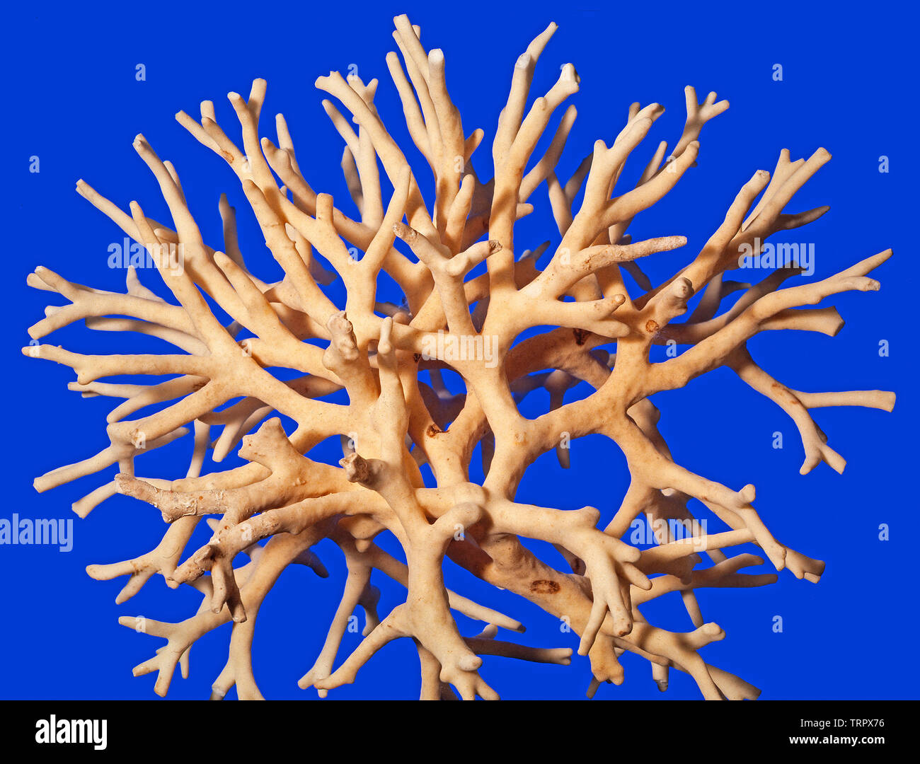 Hydrozoa, Fire coral, Millepora sp. Malaysia Stock Photo