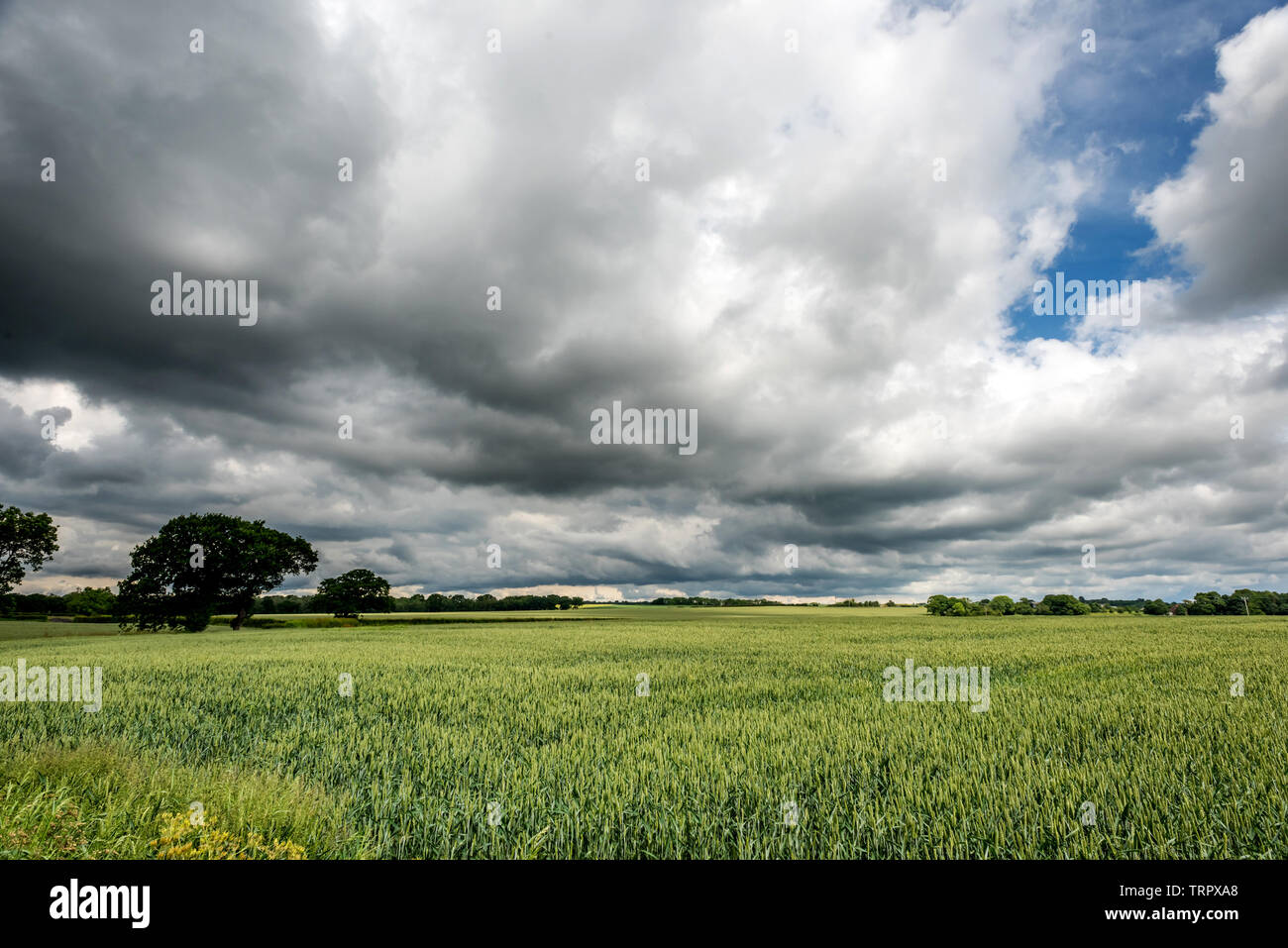 South Downs, UK. 11th June, 2019. Changeable weather conditions on the South Downs near Horam today Credit: Andrew Hasson/Alamy Live News Stock Photo