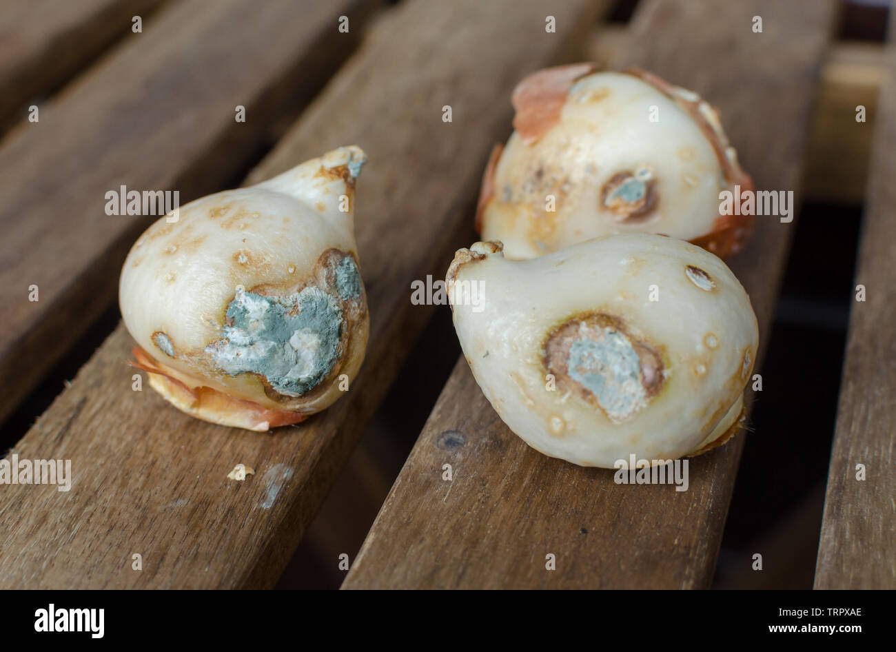 Moldy Tulip Bulbs. Flower bulbs spoiled with fungus. Close up Stock