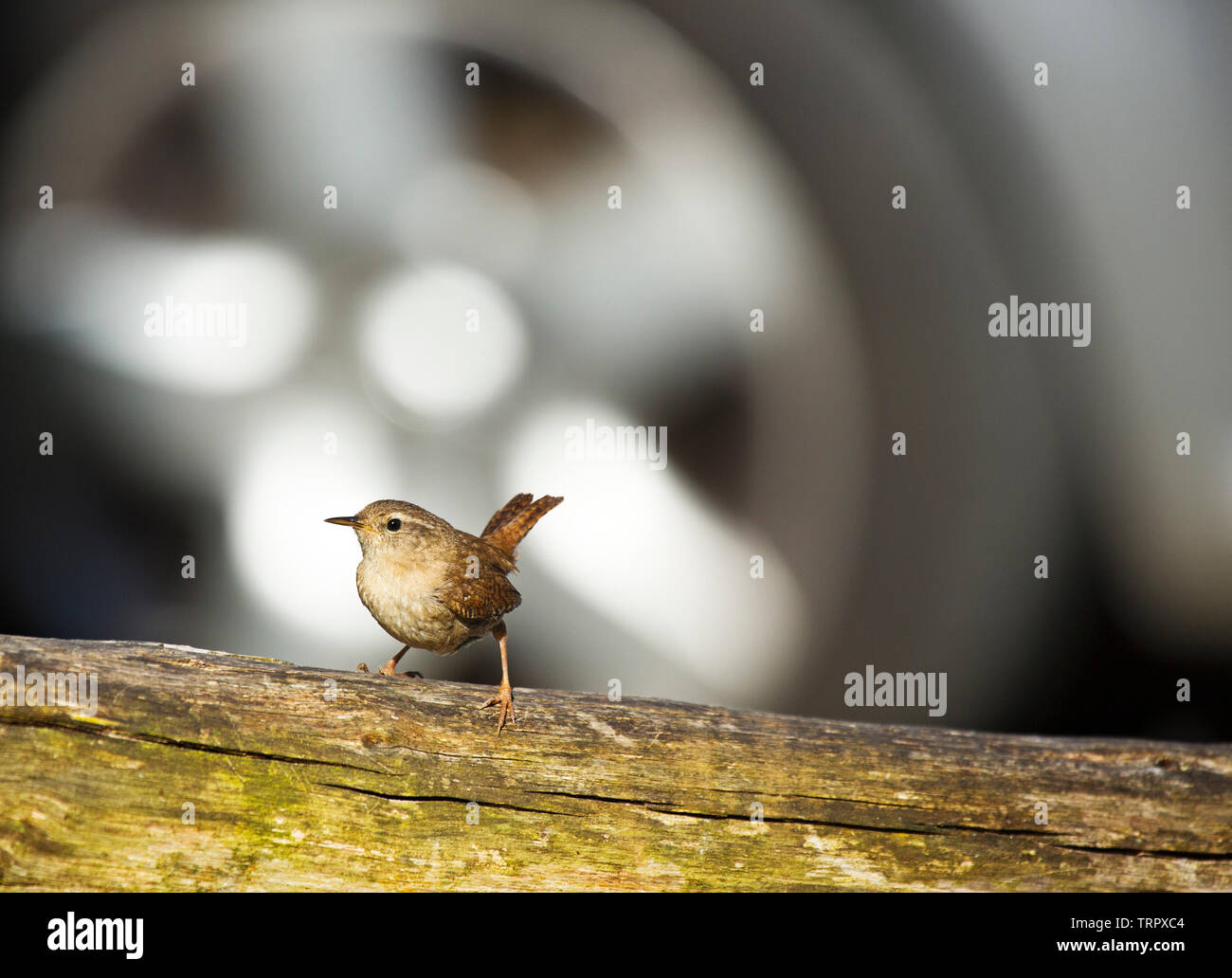 Bird droppings on car hi-res stock photography and images - Alamy