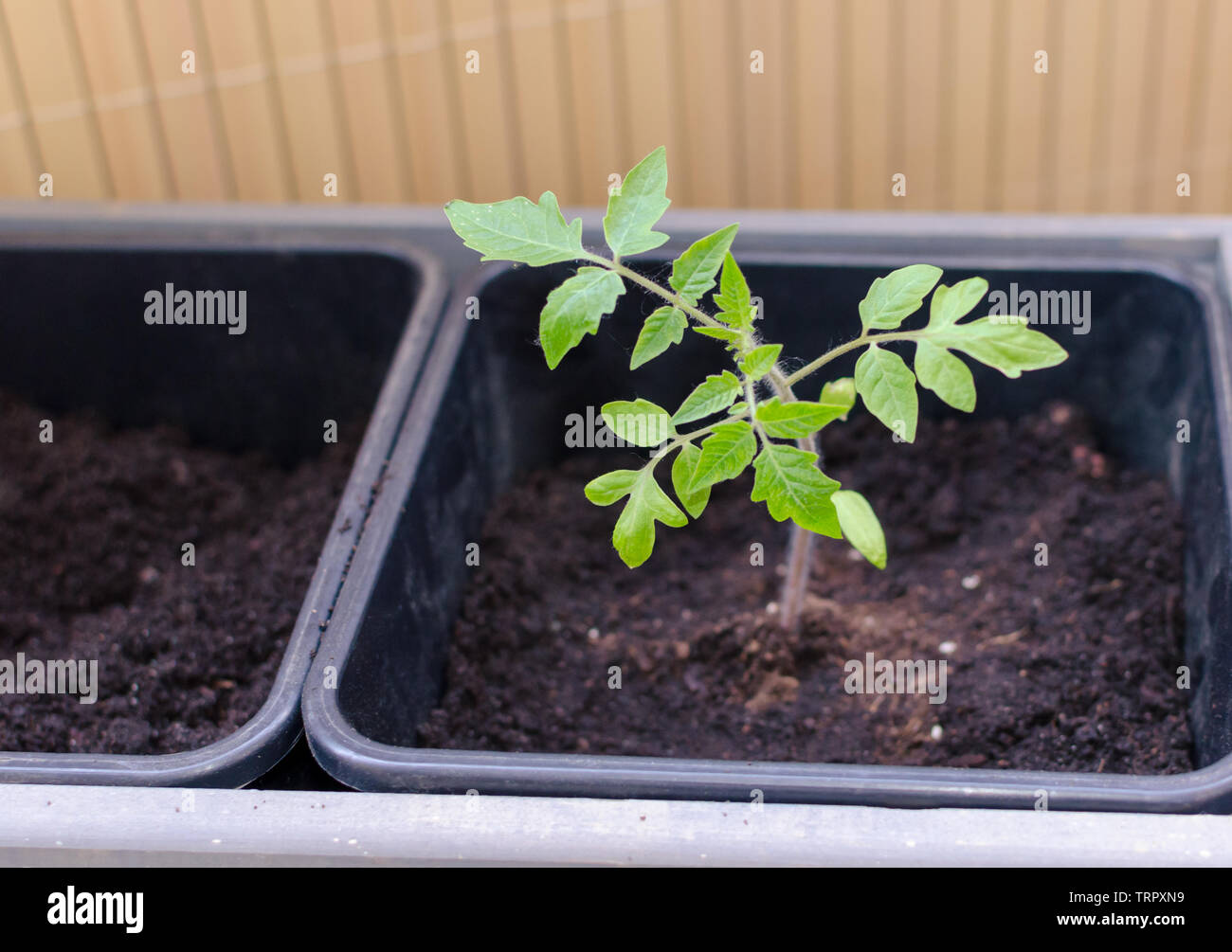 Gardening on the balcony. Planted small tomato in the plastic pot. Close up. Stock Photo