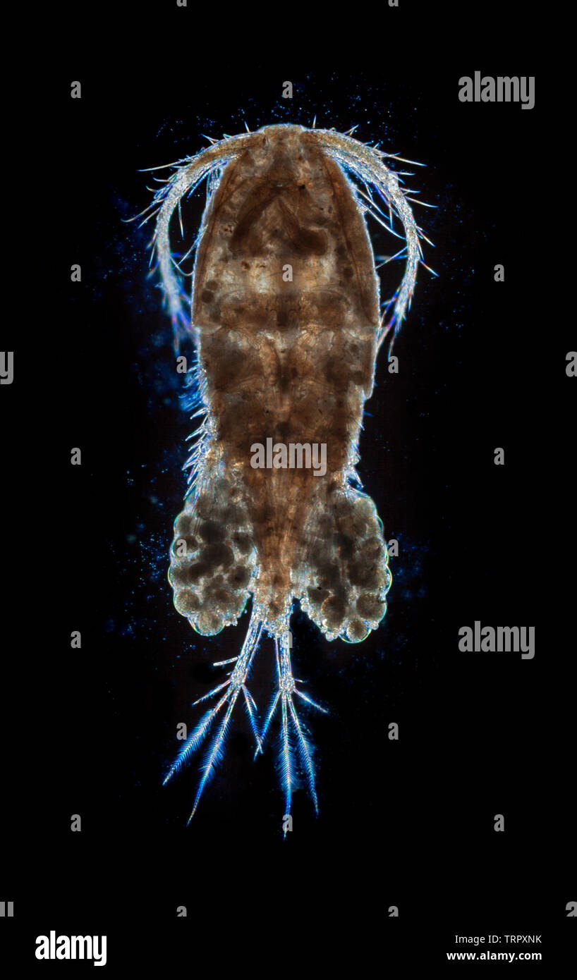 Cyclops or four horned water flea, Cyclops trisculata, female carrying eggs. darkfield photomicrograph. Stock Photo