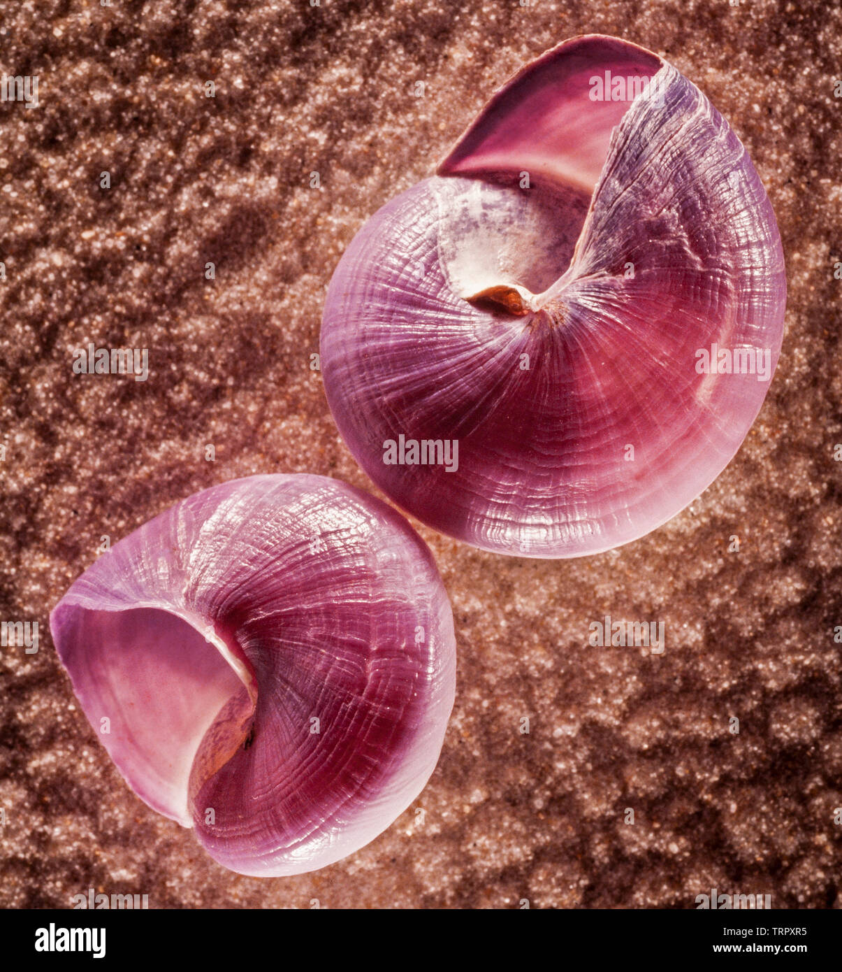 Common purple sea snail, Janthina janthina Linnaeus, on rippled sand Stock Photo