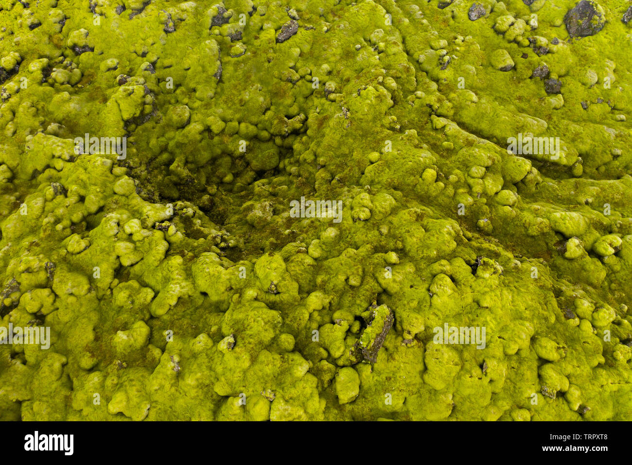 Aerial view of Eldhraun lava field in Southern Iceland by drone Stock