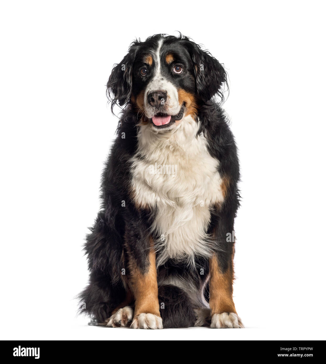 Bernese Mountain Dog, 7 years old, sitting in front of white background ...
