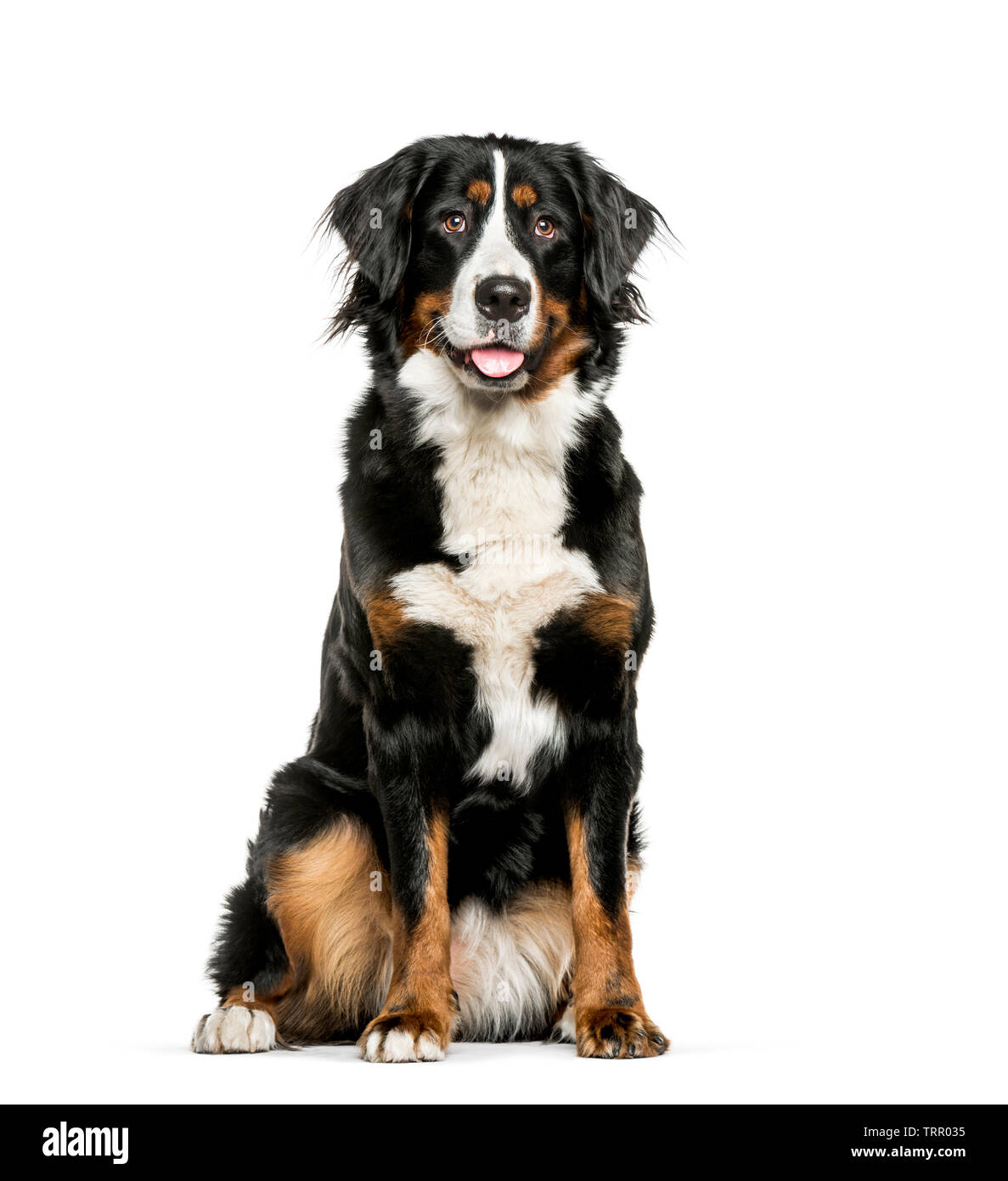 Bernese Mountain Dog sitting in front of white background Stock Photo ...