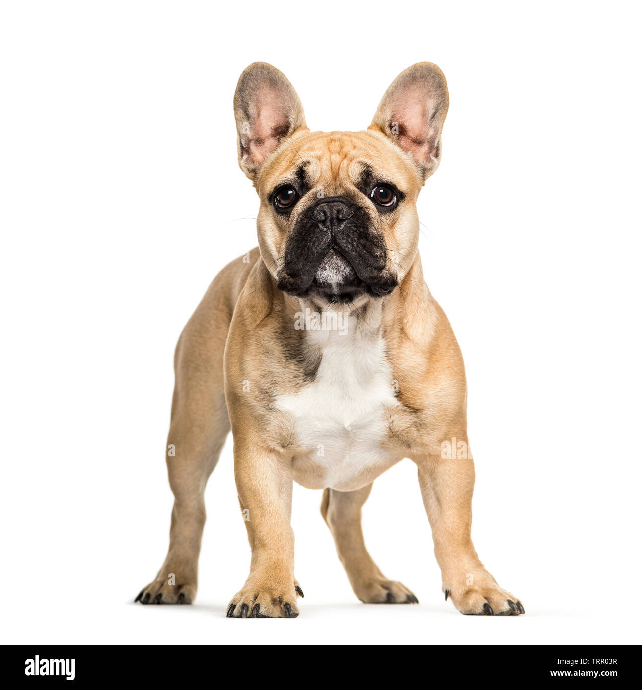 6 month old french bulldog size