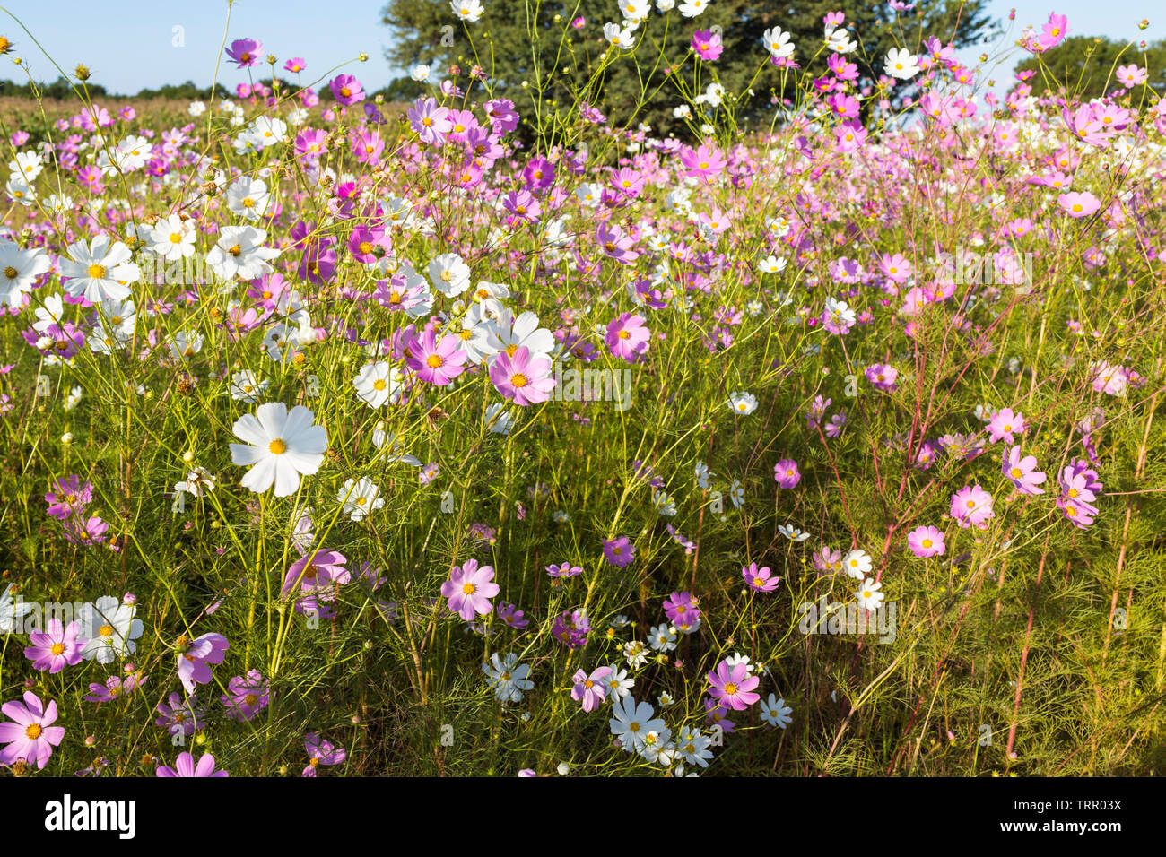 Cosmos flowers Stock Photo Alamy