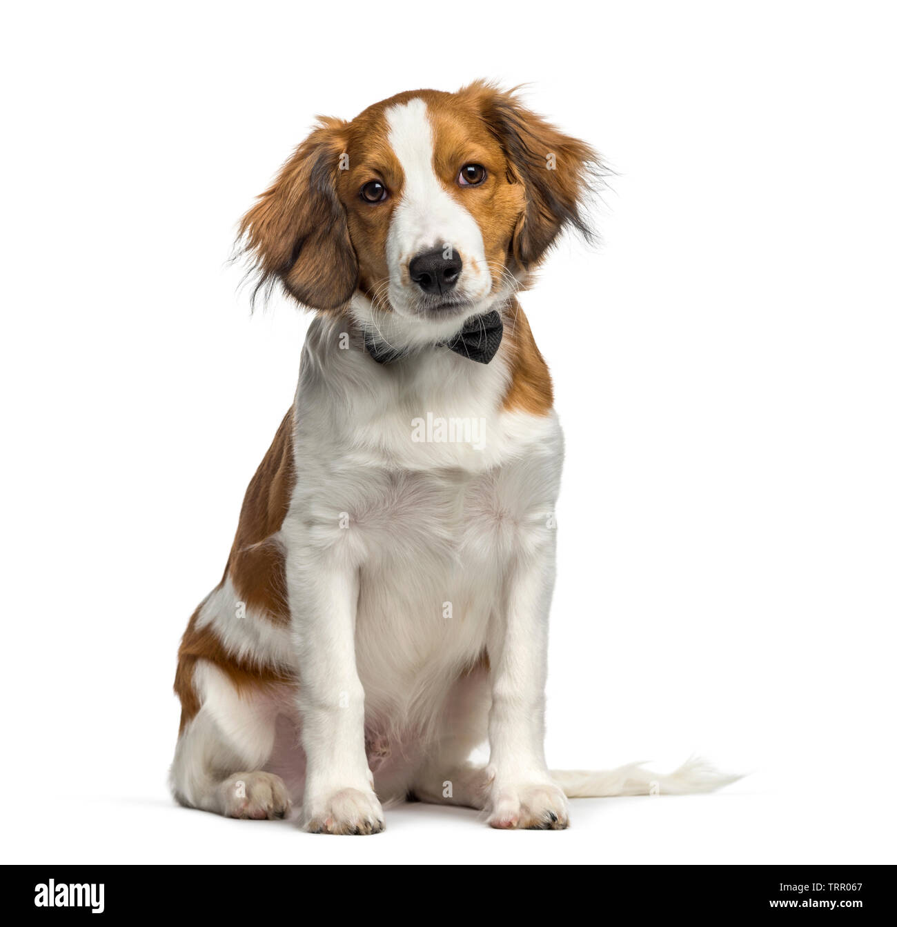 Kooikerhondje, 4 months old, sitting in front of white background Stock Photo