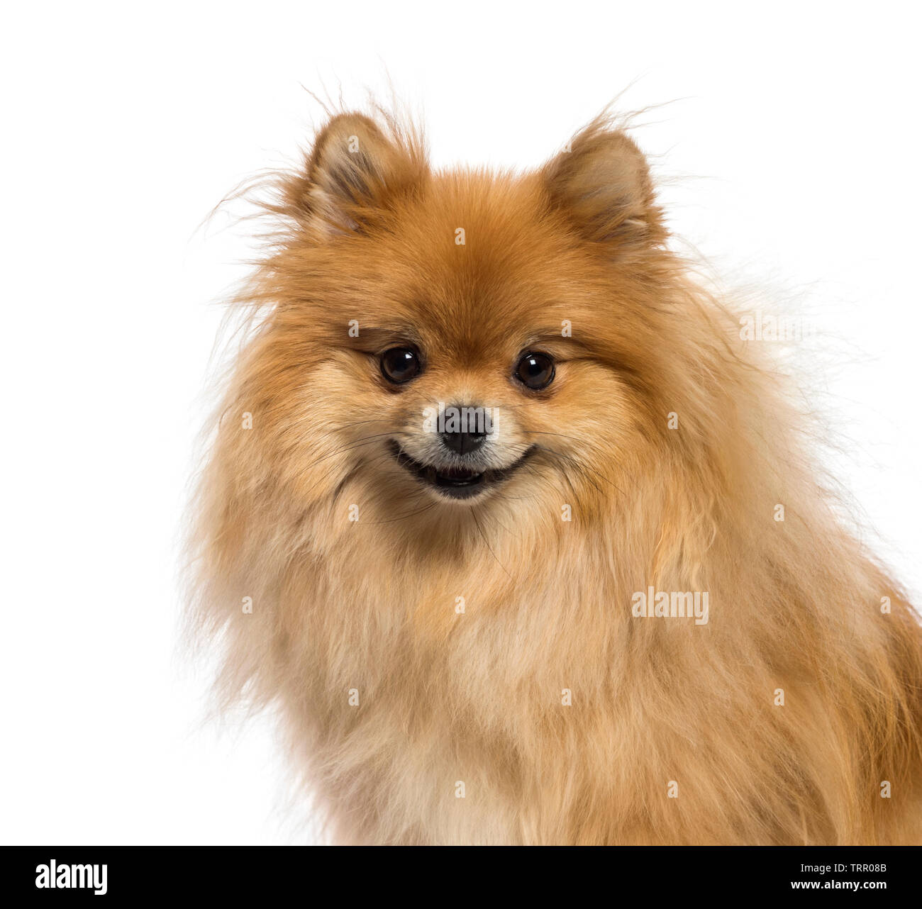 Japanese Spitz In Front Of White Background Stock Photo Alamy Japanese Spitz In Front Of White Background Stock Photo Alamy