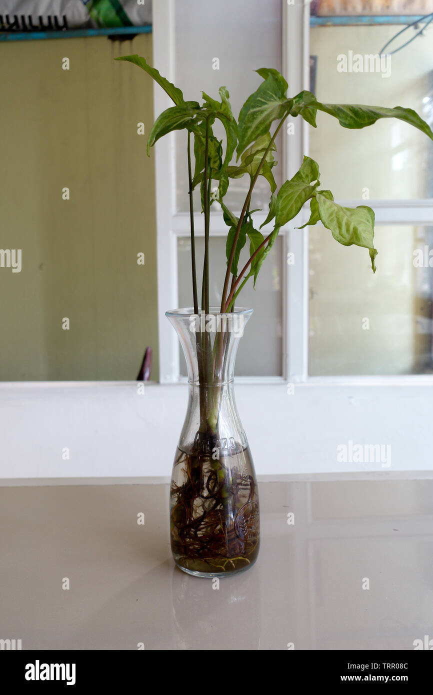 Tree Glass Pot tree in glass pot Stock Photo - Alamy